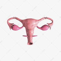 美女生殖器图片